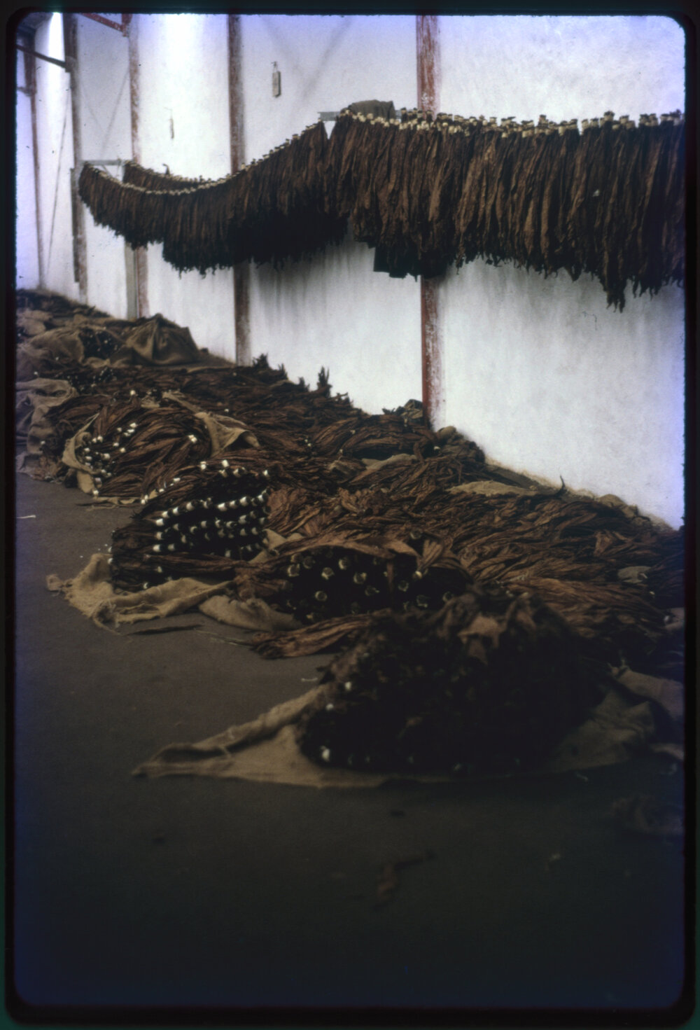 Bundles of Dried Tobacco Leaves