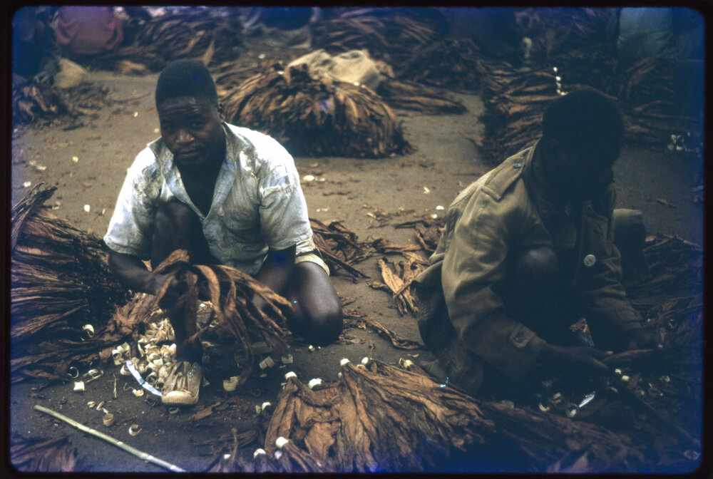 Men with Dried Tobacco Leaves
