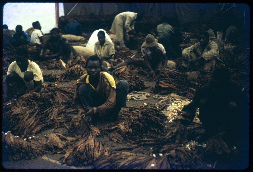 Men with Dried Tobacco Leaves