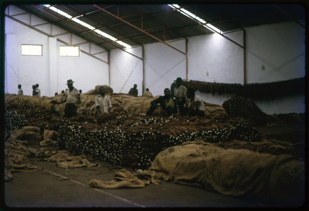 Dried Tobacco Leaves