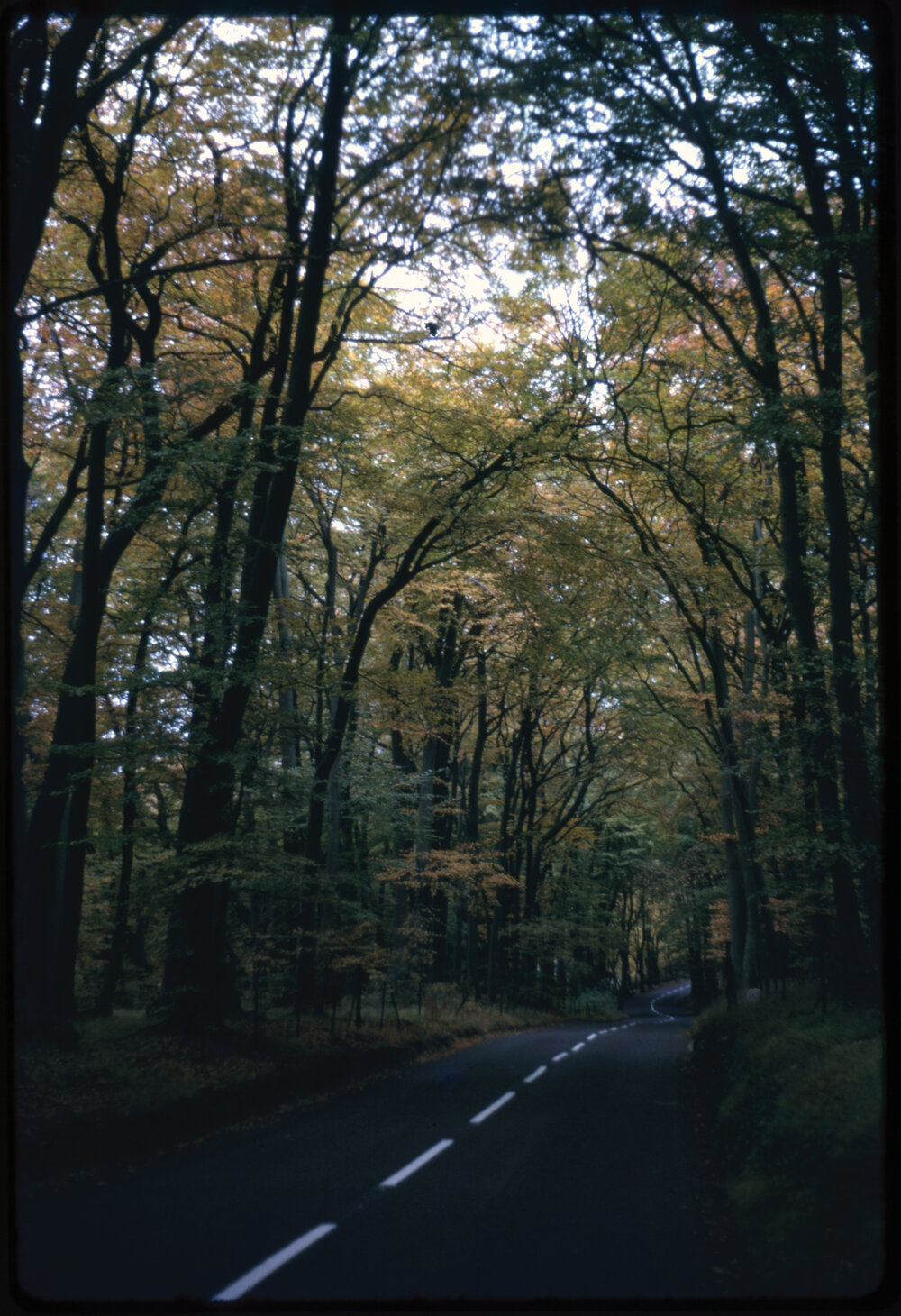 Tree Lined Road