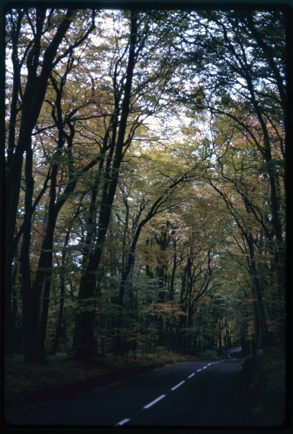 Tree Lined Road