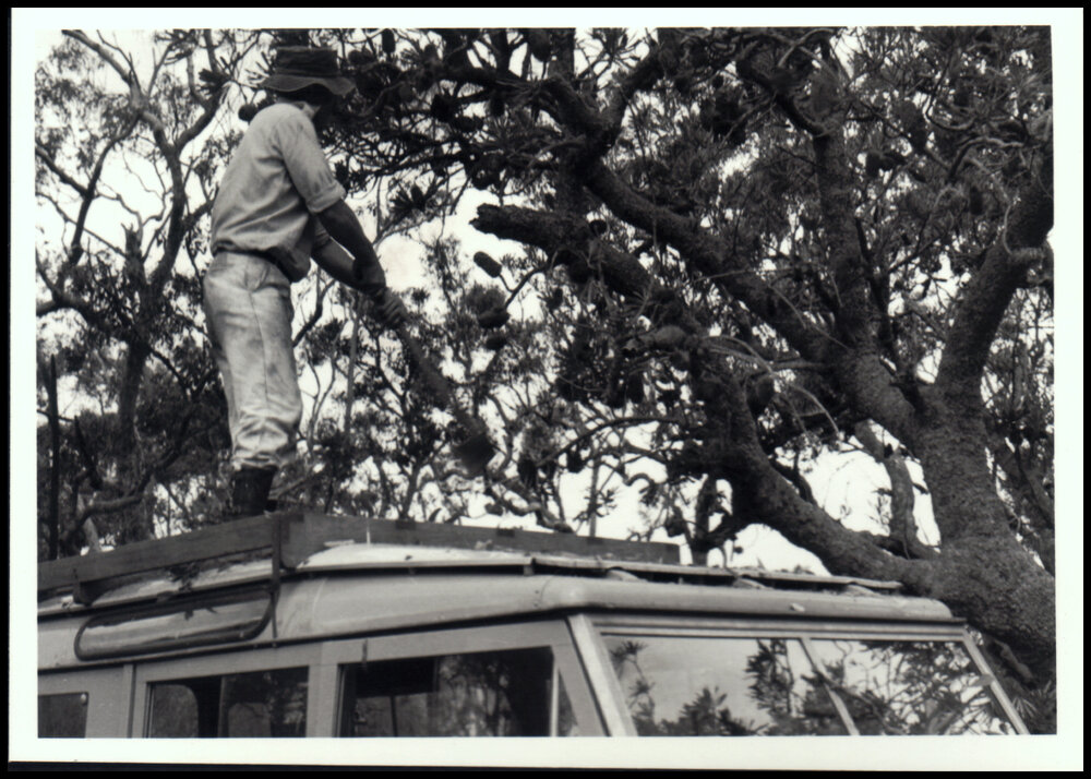 Clearing Overhanging Boughs