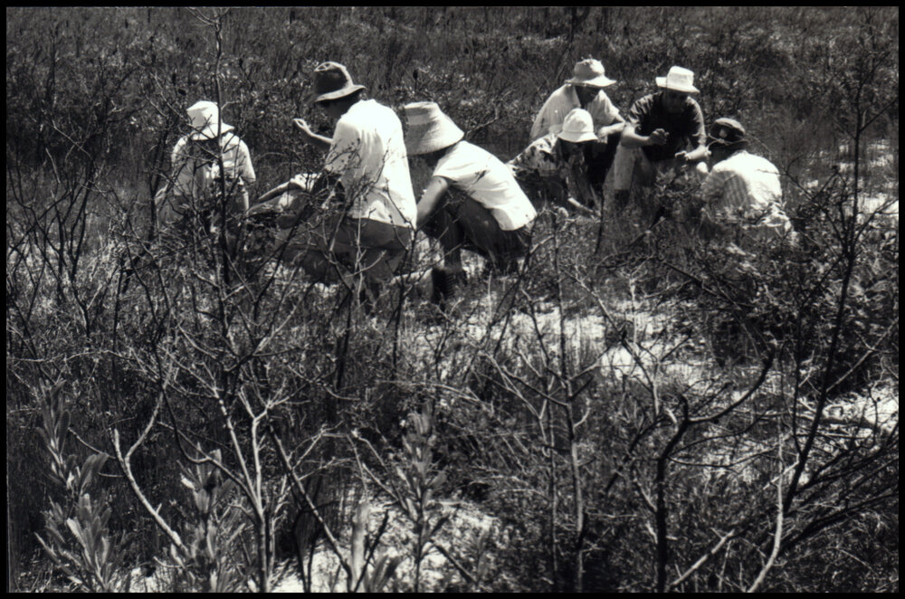 Identifying Species at Myall Lakes