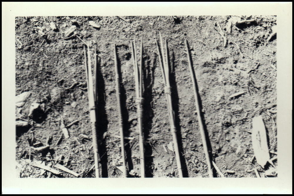 Spears Carried by Porters in New Guinea