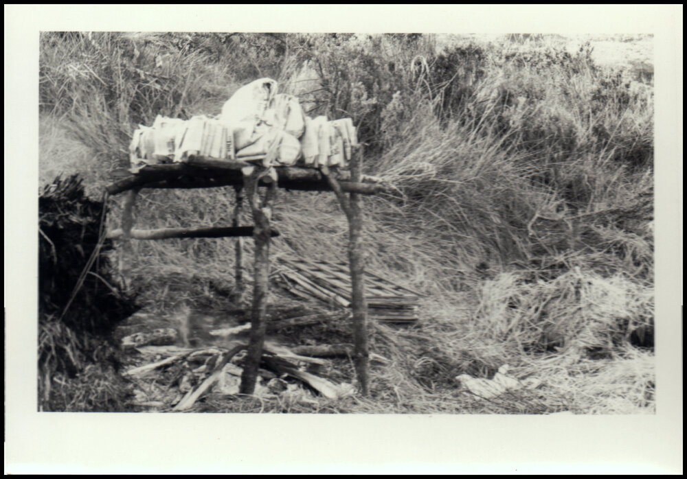 Collection of Bryophyte