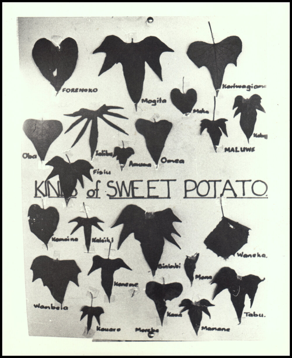 Poster Displaying Sweet Potato Leaves