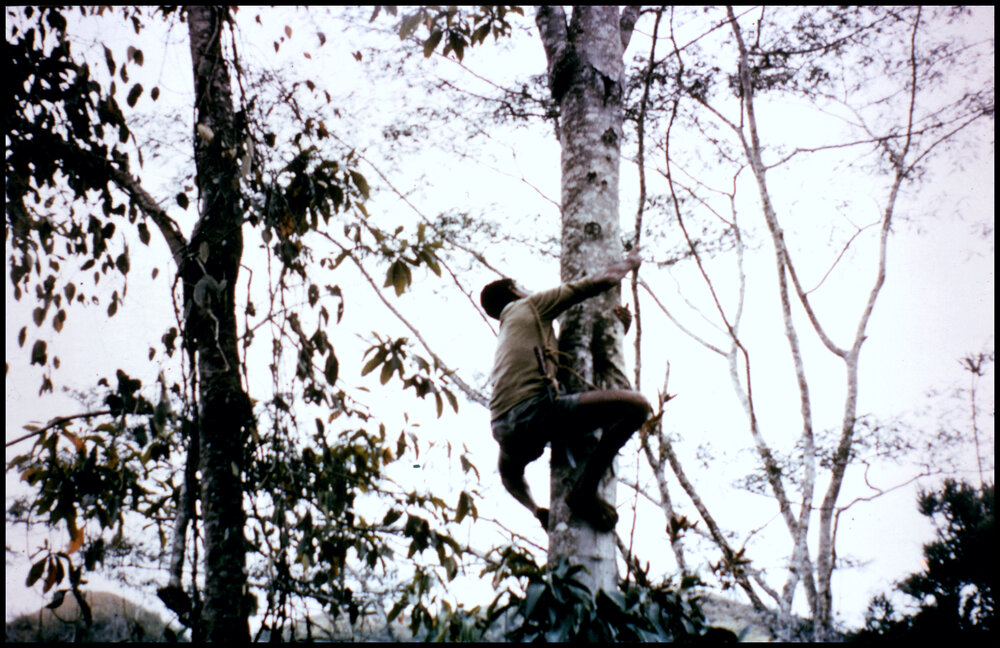 Lae Herbarium, New Guinea