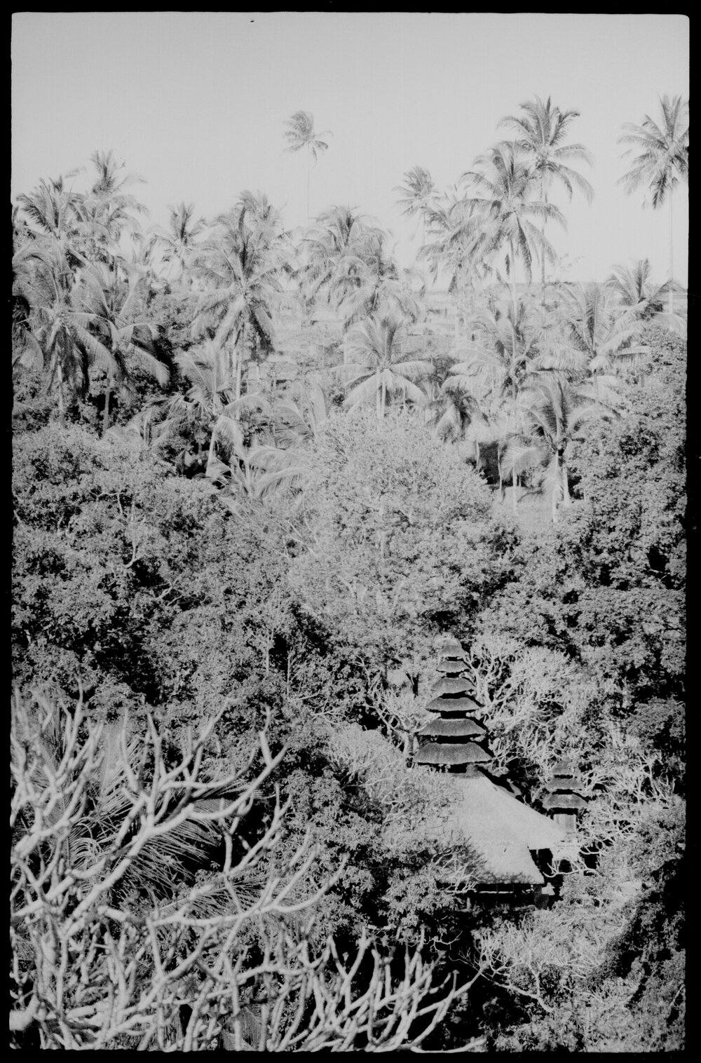 Temple Roof in Indonesian Forest