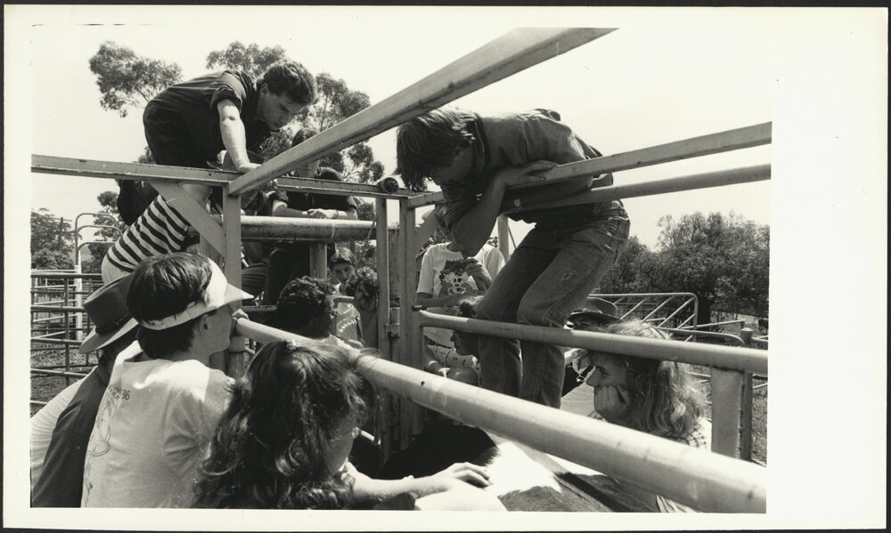 Close-Up View of Veterinary Science Students at a Cattle Walking Pen Listening to a Lecture - Camden 1989