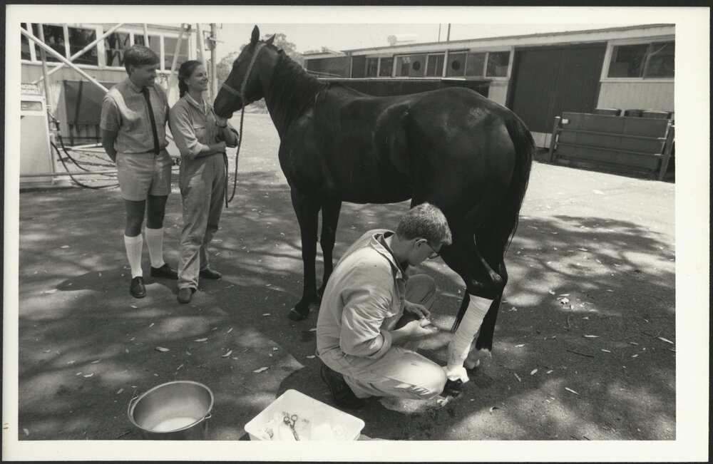 Veterinary Hospital at Camden - Warren Kelly (l) with Two Students Treating the Leg of a Horse