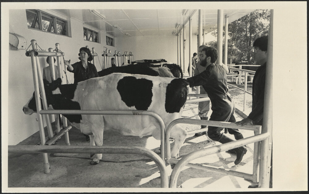 Veterinary Science V Students at Practical Cattle Medicine Class at Camden