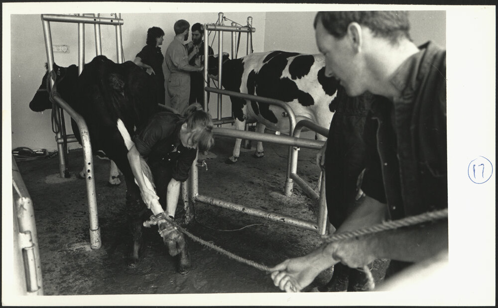 Students Examining Cow at Practical Cattle Medicine Class at Camden