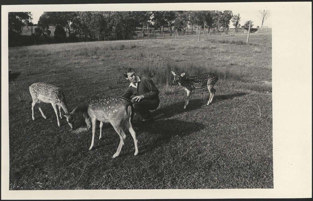 Male Feeding Chital Deer - Deer Research Unit, Department of Animal Health