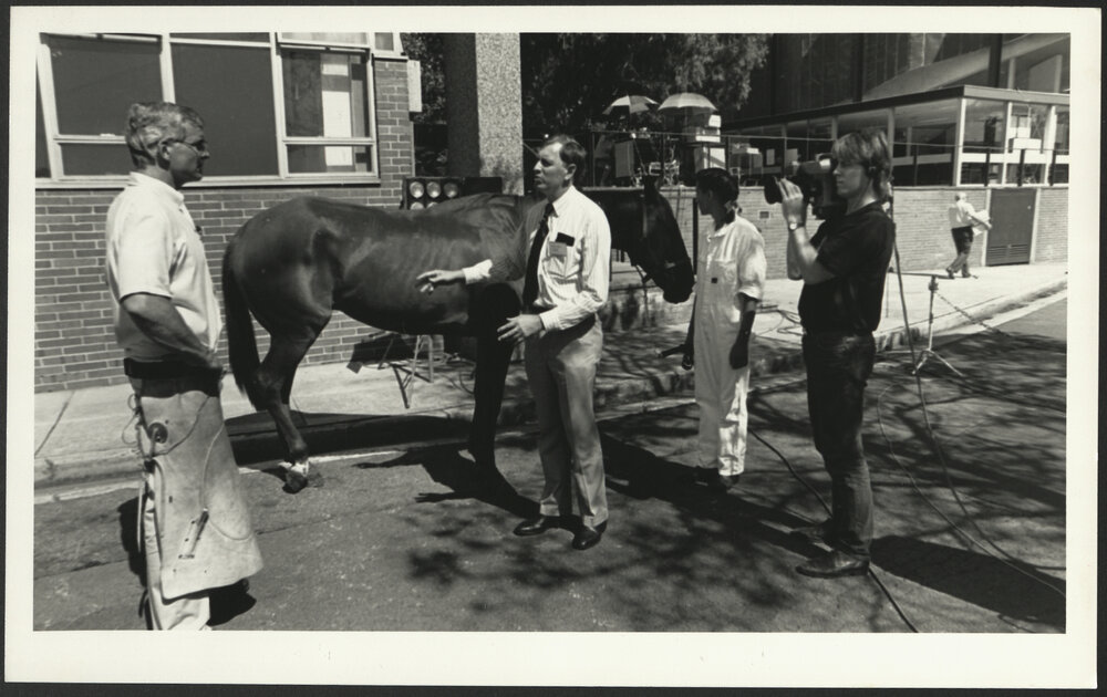 TV Service and Academic Staff Discussing the Filming of Examining the Horse for a Refresher Course for Veterinarians
