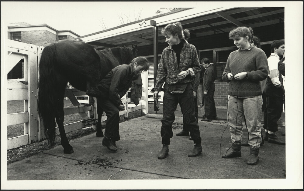 Final Year Veterinary Students at Practice Examining the Hoof of a Horse at Rural Veterinary Centre Camden