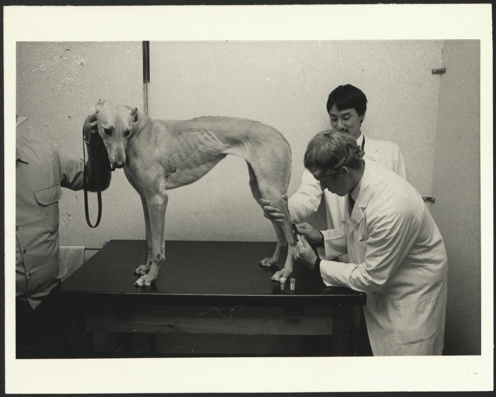 Students Examining a Greyhound on Veterinary Studies Open Day 1984