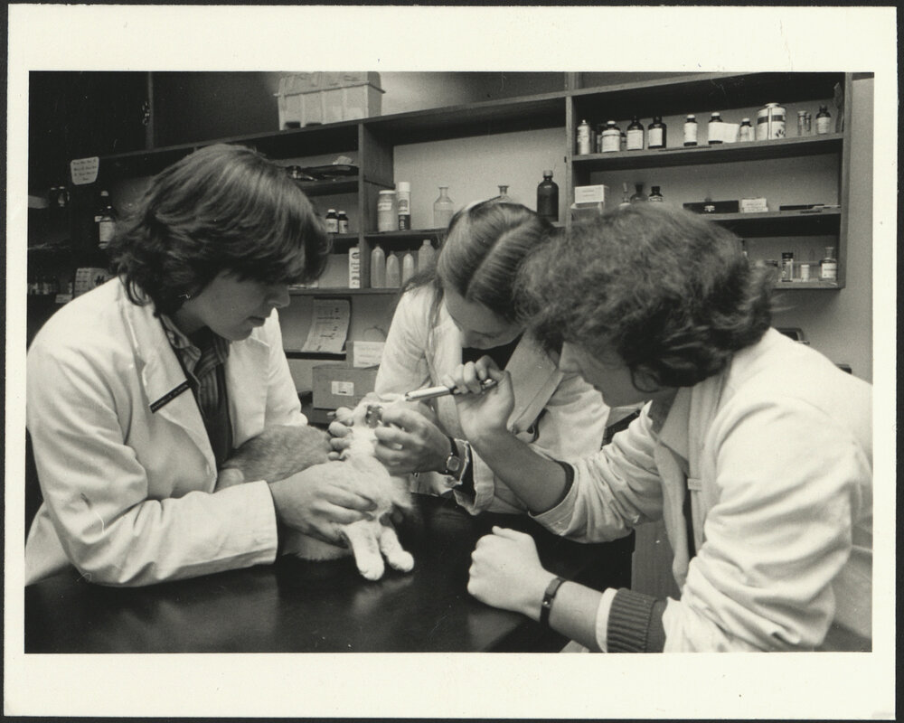 Three Students Administer a Tablet to a Cat at Veterinary Studies Open Day 1984