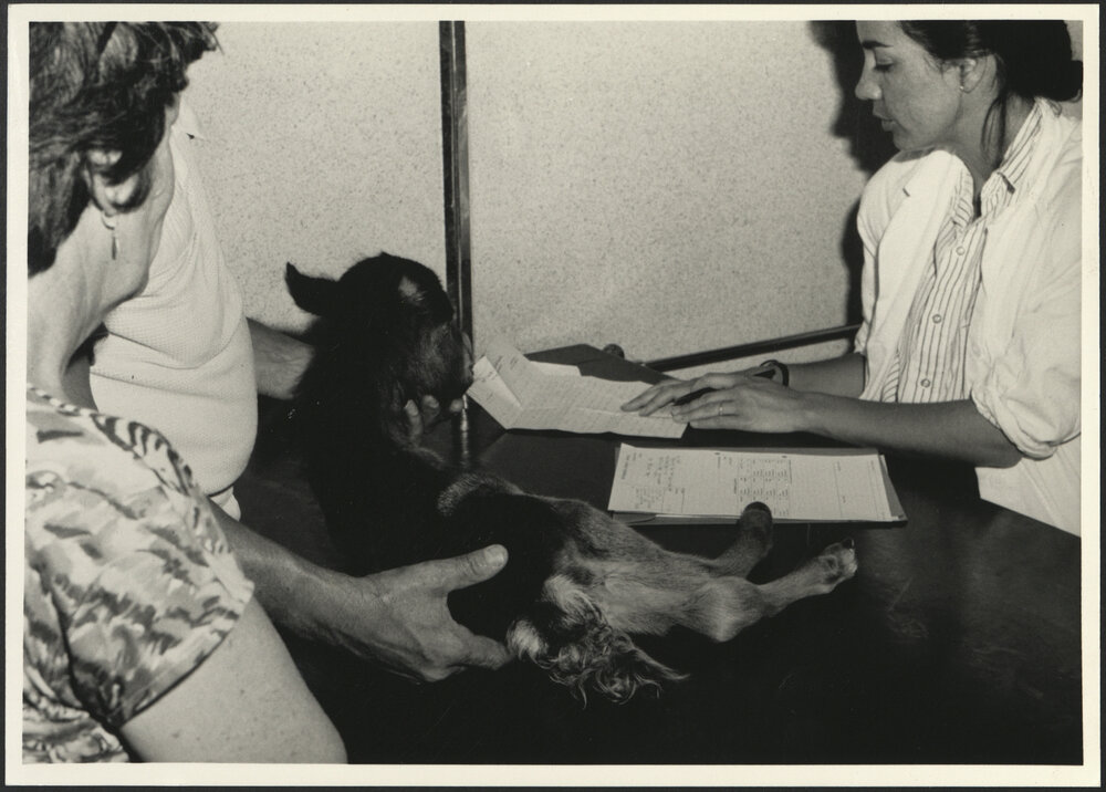 Students Check a Young Goat at the Rural Veterinary Centre Camden