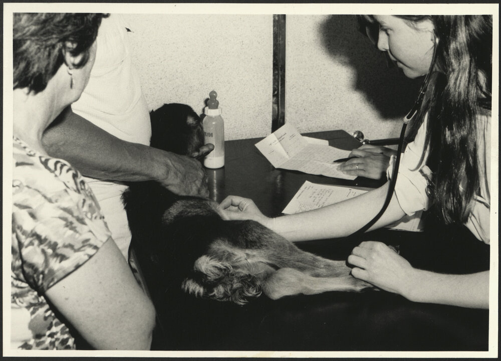 Check-Up and Feeding Time for a Young Goat at the Rural Veterinary Centre Camden