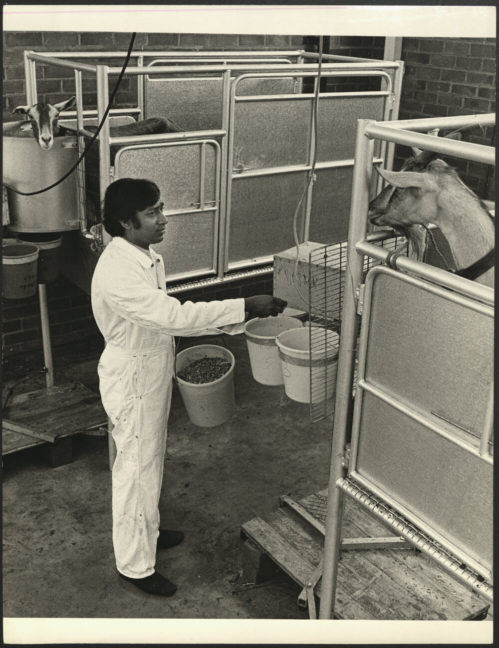 A Researcher About to Feed Goats held in a Metal Pen at Rural Veterinary Centre Camden