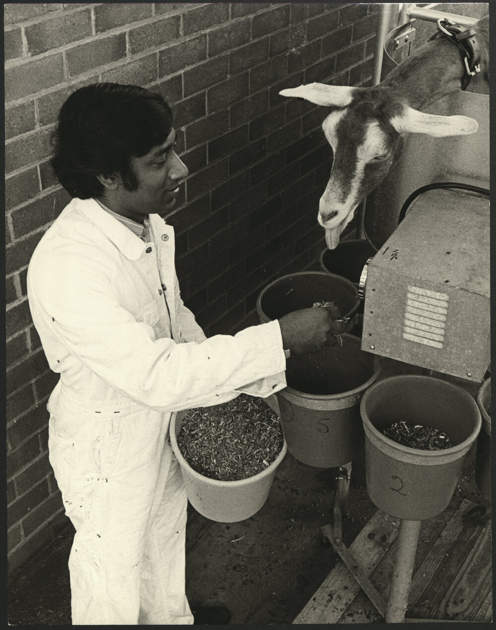 A Researcher About to Feed a Doe held in  metal Pen at Rural Veterinary Centre Camden