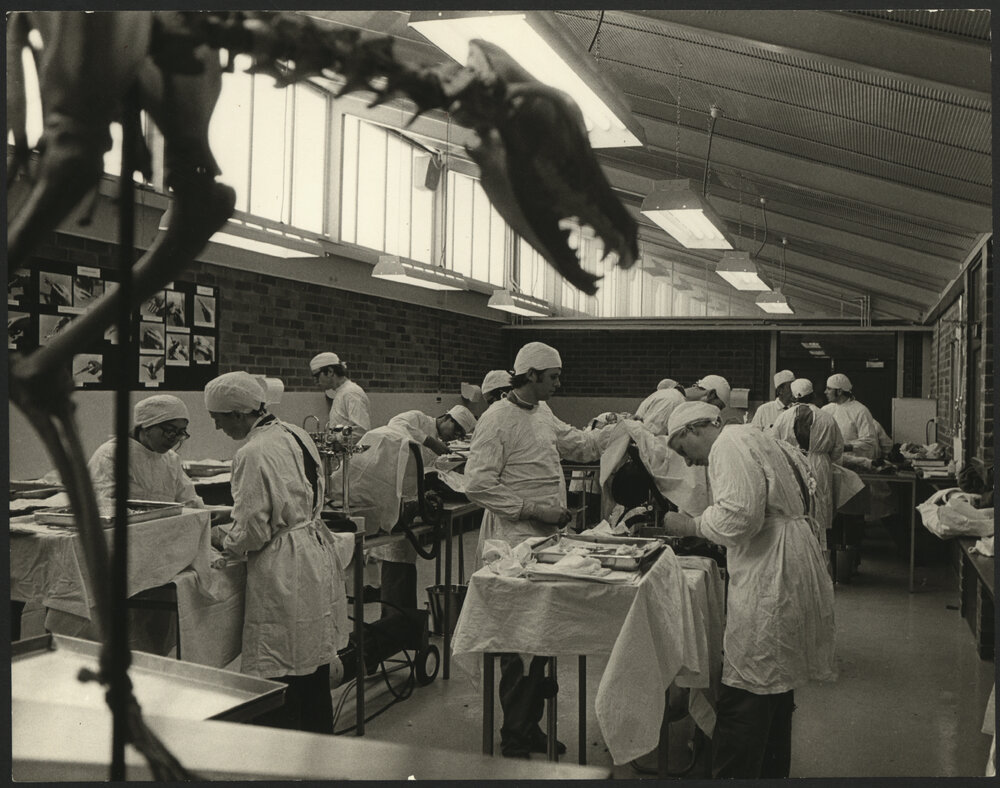 Students Undertake Practical Work in the  Surgery Laboratory in the Shute Building at Camden