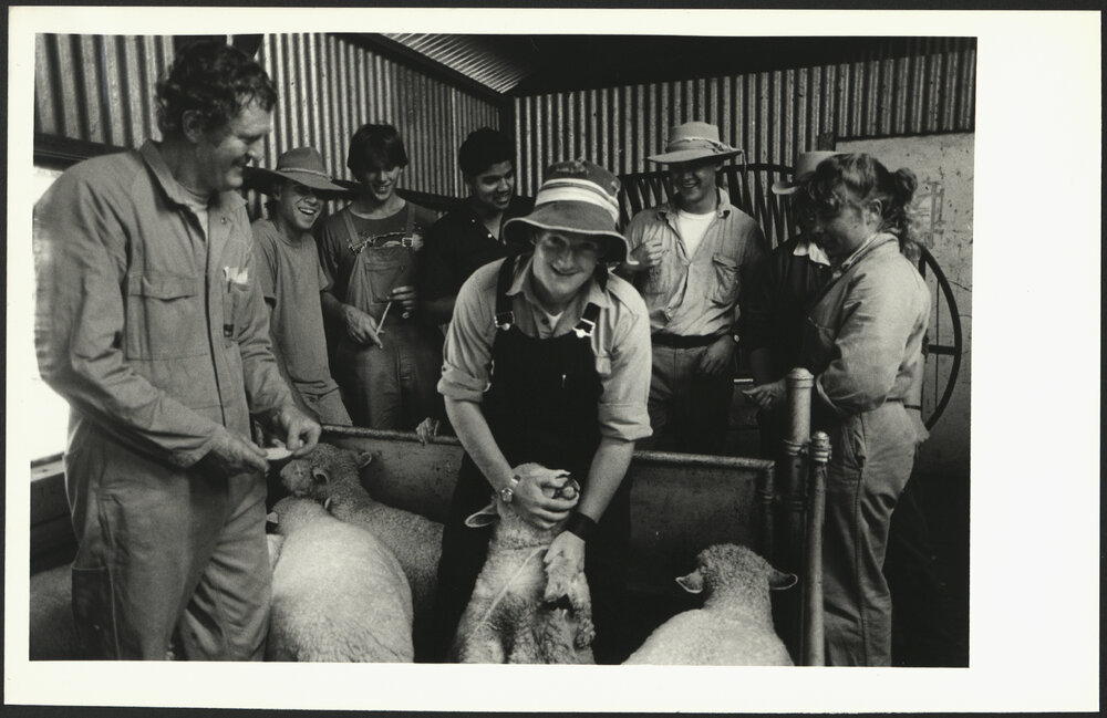 Students Learning How to Handle Sheep at the Animal Reproduction Unit with Mr J Ellsmore Looking on