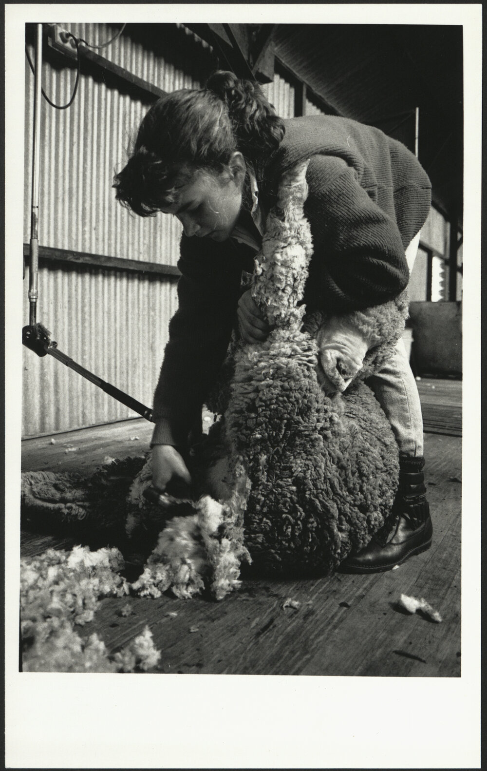A Female Veterinary Science Student Shearing a Sheep at Camden