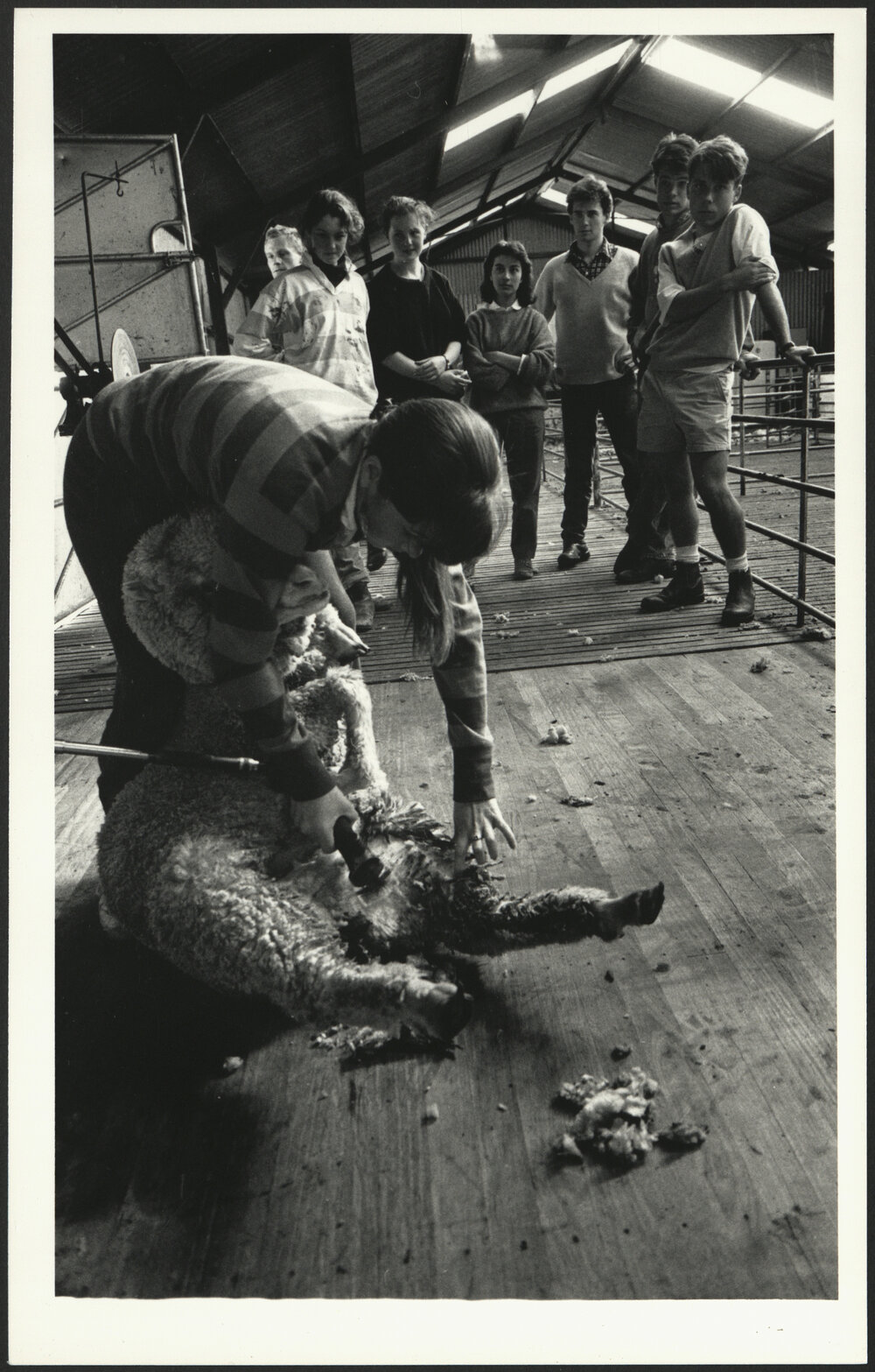 A Female Veterinary Science Student Shearing a  Sheep while Others Look on at Camden