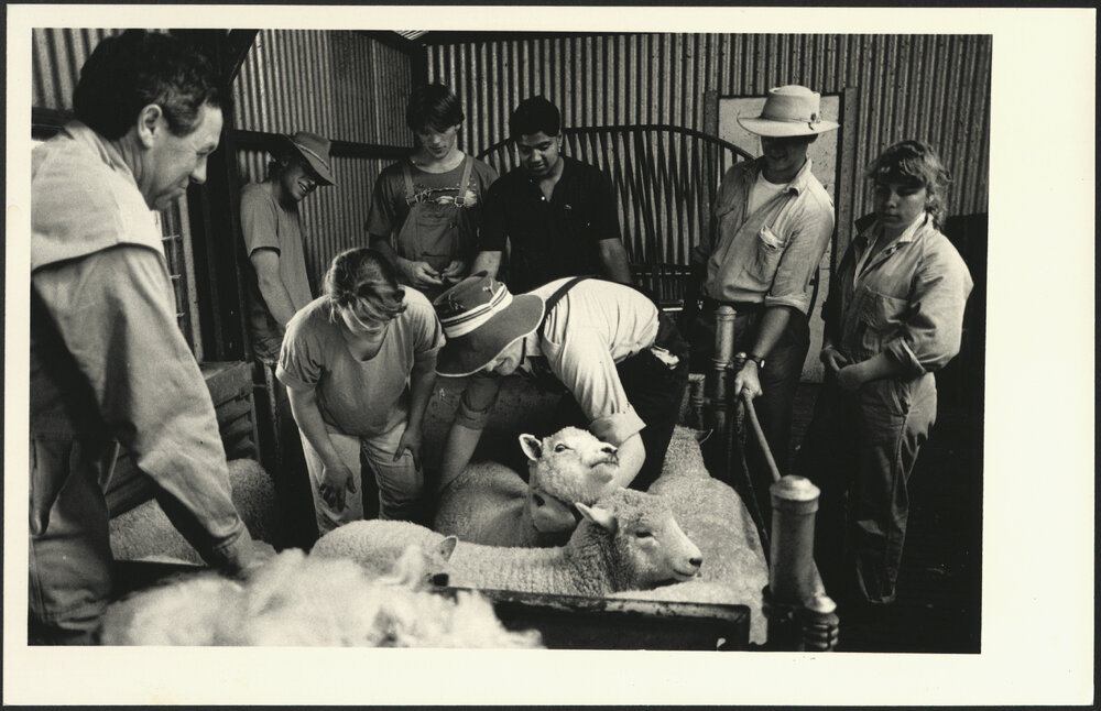 Checking of Sheep During Sheep Shearing at Camden