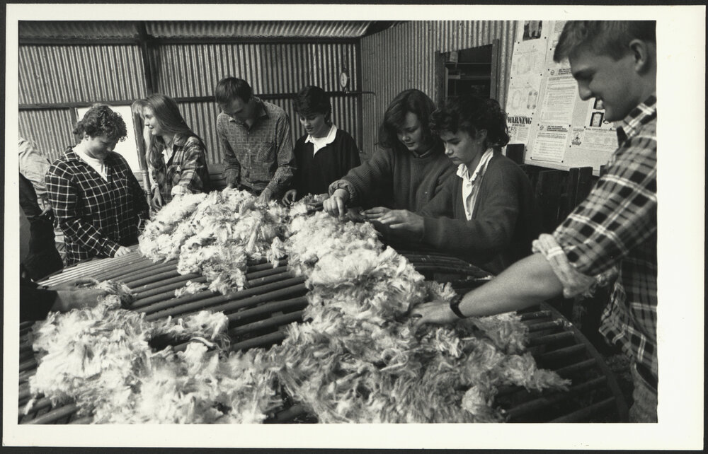 First Year Veterinary Students at Camden Skirting Wool They Have Shorn