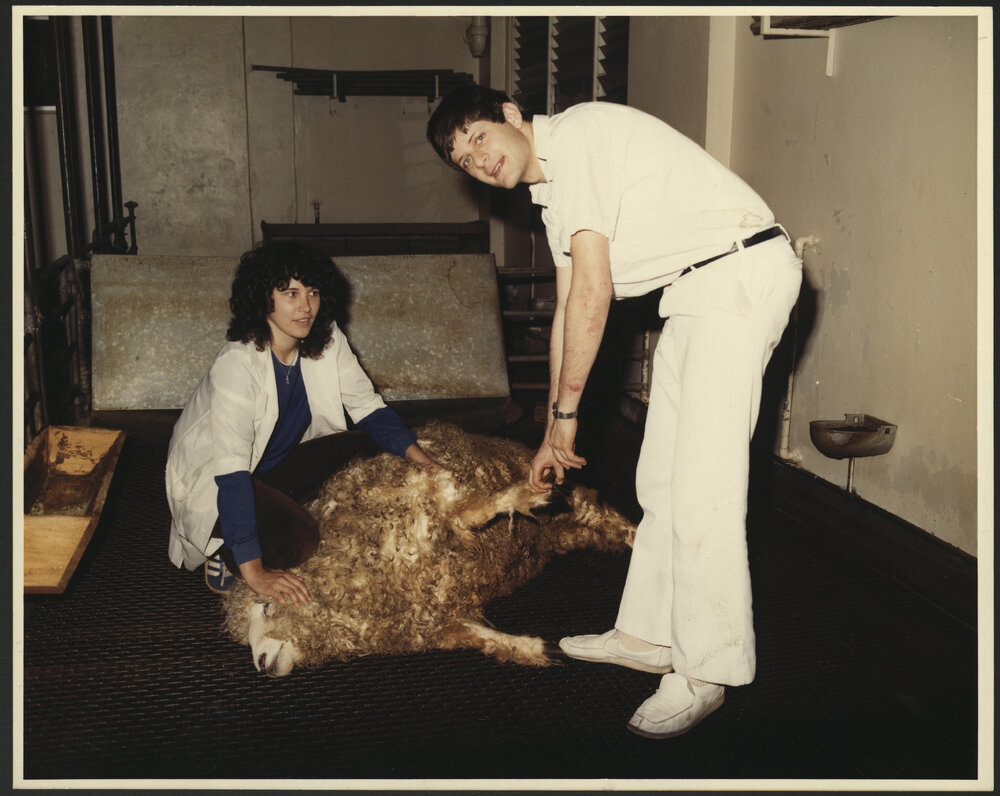 Two Veterinary Students Checking the Wool of  Sheep