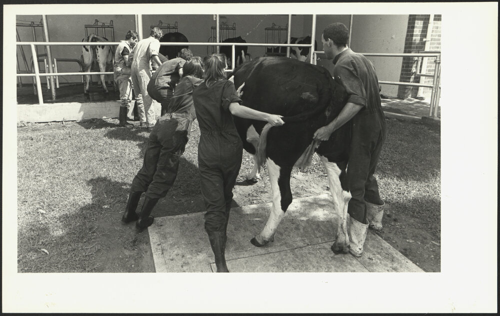 Several Veterinary Science Students Pushing a Cow at Camden