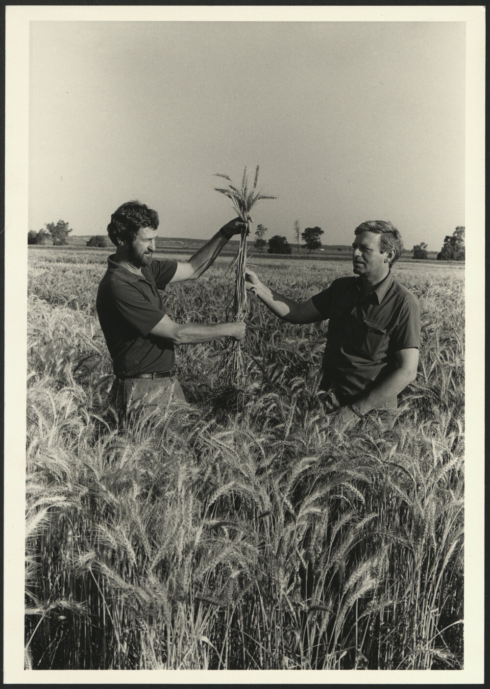 Lindsay O'Brien and Colleague Inspecting Wheat in the Field