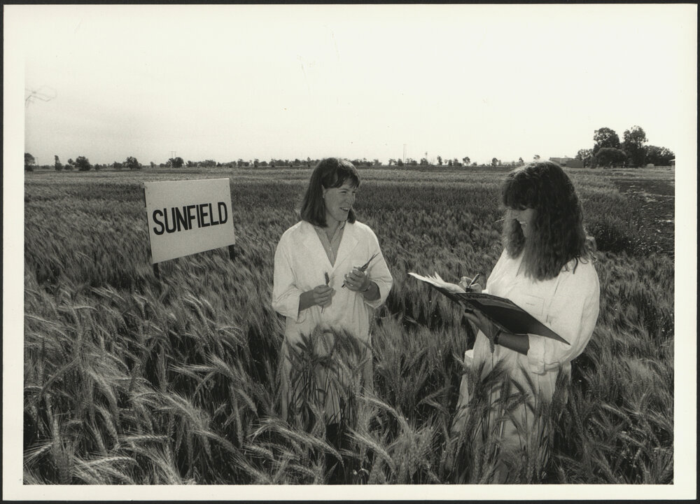 Louisa Robertson and Nicky Bailey Inspect a New Variety of Wheat at Narrabri Plant Breeding Institute