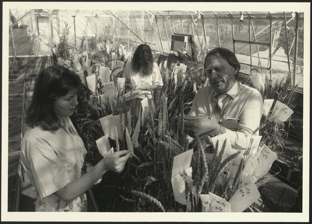 Louisa Robertson, Nicky Bailey and Alan Scaysbrook Inspecting Wheat at Narrabri Plant Breeding Institute