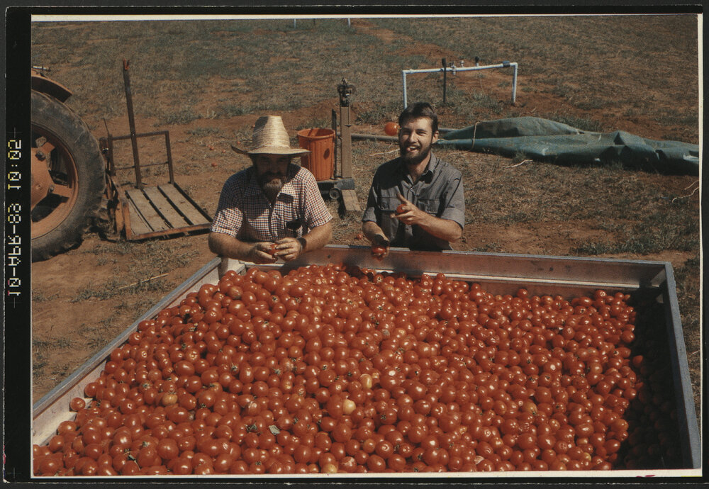 Technical Officers Mr David King (l) and Mr Glen Foxwell in the School of Crop Sciences with Tomatoes at Lansdowne Research Unit Camden