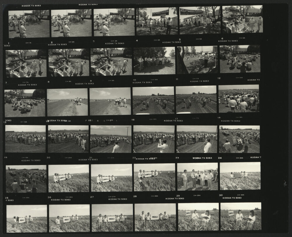 Narrabri Field Day Wheat Research Centre Contact Sheet  2