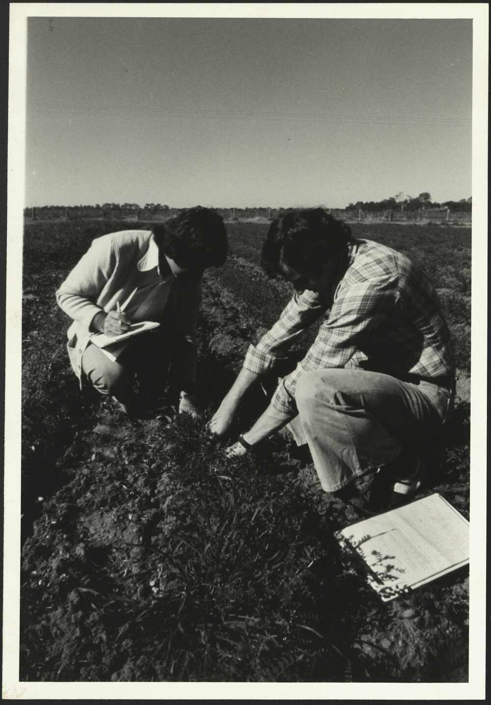 Agriculture Students Examining Roots of Crop in Field