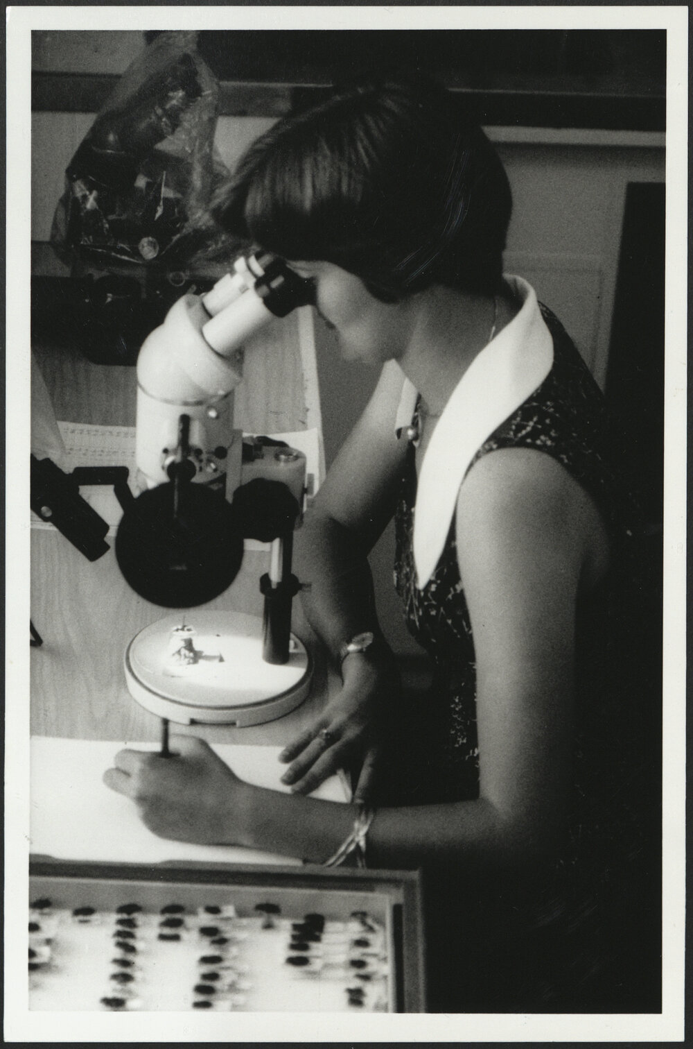 Agriculture Student at Microscope Examining Tiger Beetles