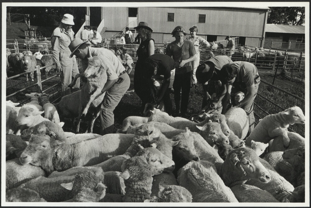 Agriculture Students with Sheep at Practice Class at Camden