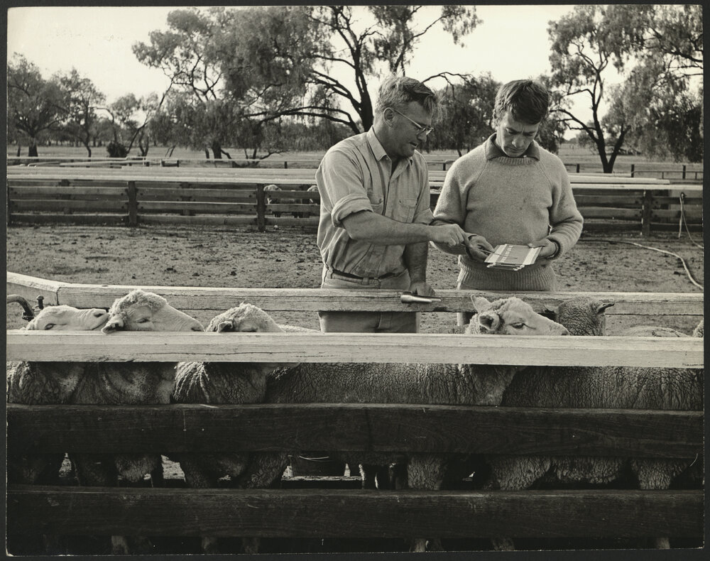 Two Agriculture Staff Members with Sheep in Pen