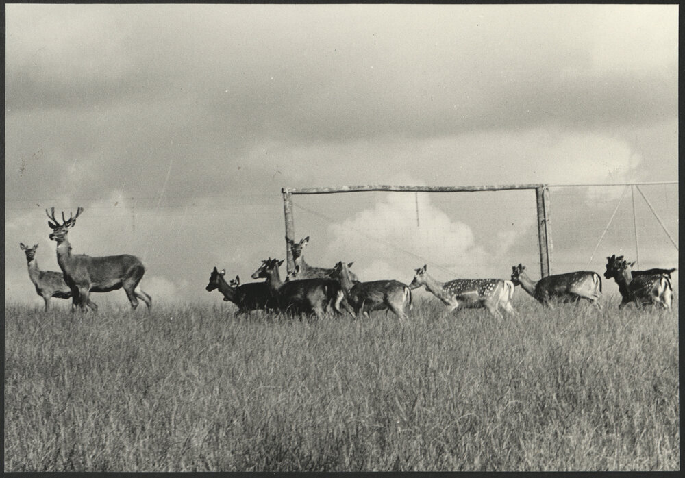 Deer Research Institute Camden Farm - A Line of Deer Walking in the Field