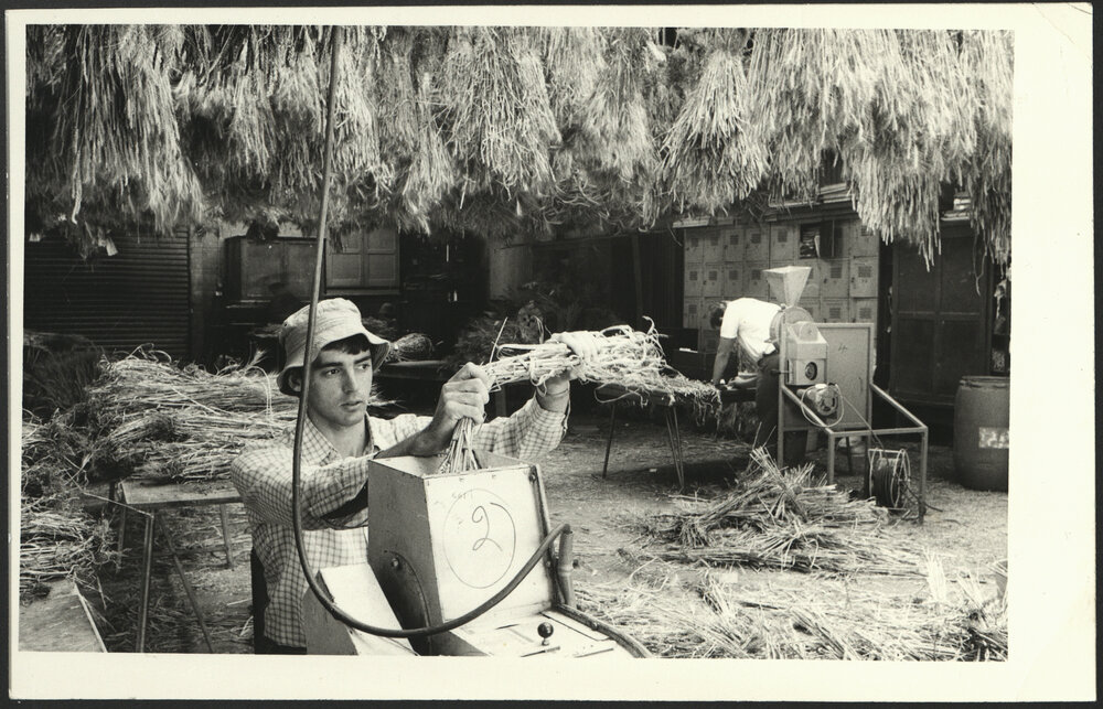 A Student Checking Straw in the Threshing Shed at Plant Breeding Institute Castle Hill