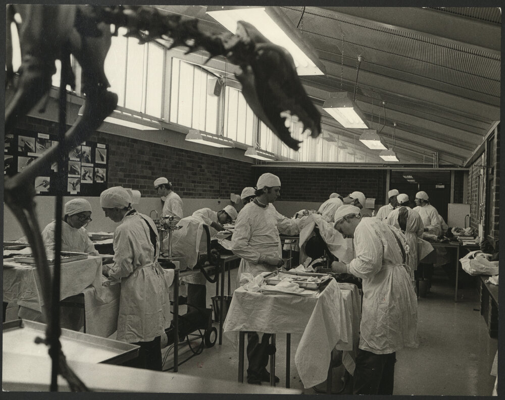 Veterinary Science Students in the Dissecting Room, Shute Building 