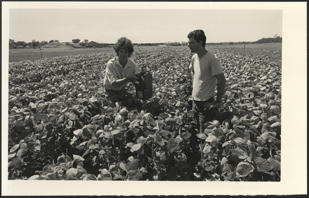 Agriculture Students on Soybean Field at Camden Farms Looking at Crop Techniques