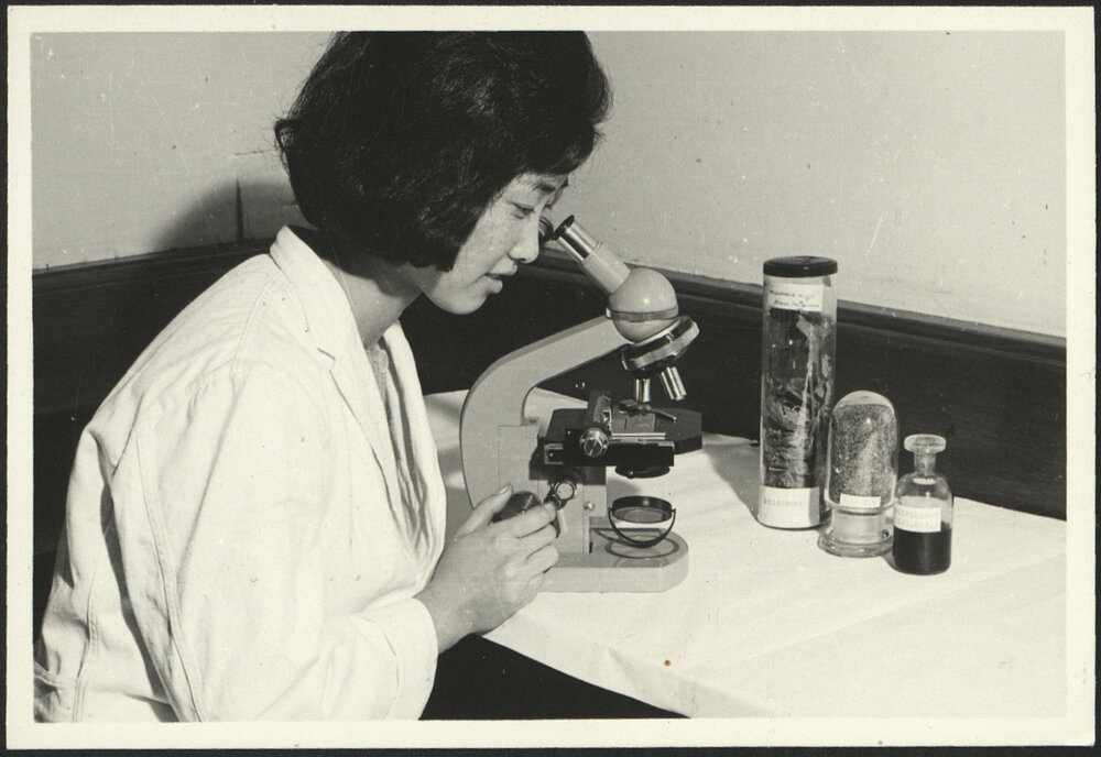 Pharmacy Student Engaged in Pharmacognosy