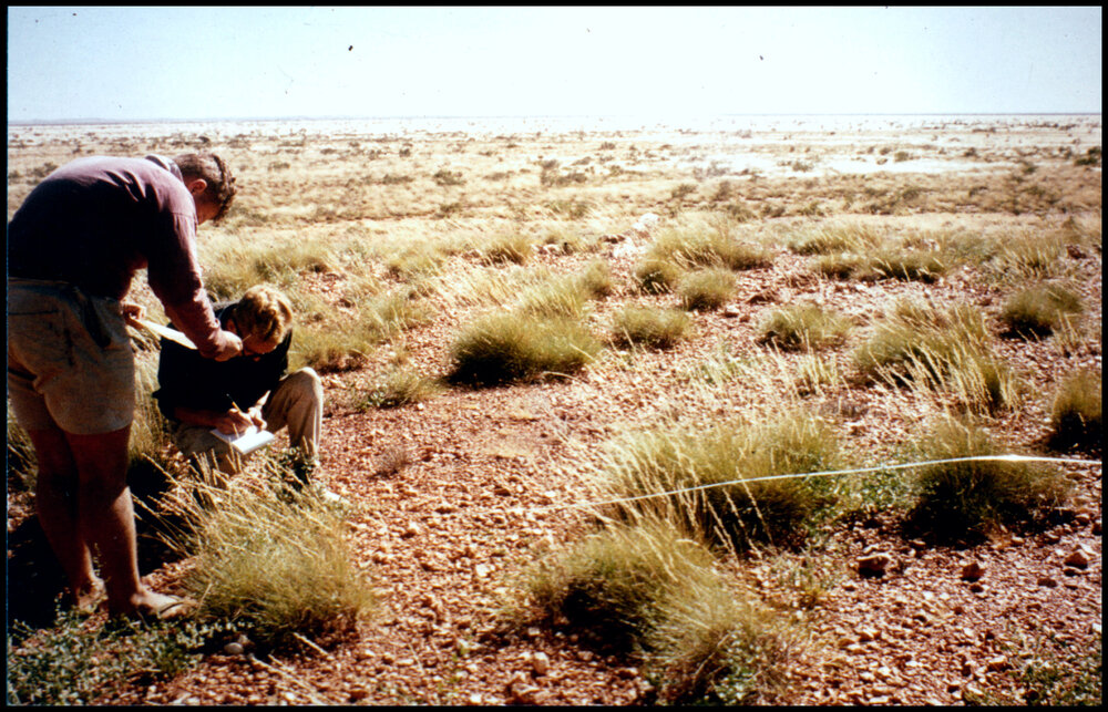 Transect near the Granites, Northern Territory