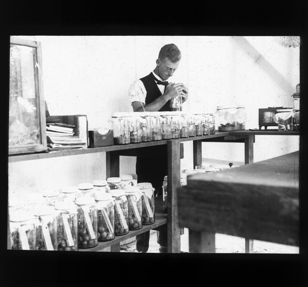 Breeding Experiments with Codling Moth